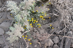 Crotalaria filipes